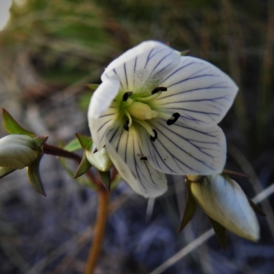 Gentianella muelleriana subsp. jingerensis (Mueller's Snow-gentian) at Cotter River, ACT - 3 Apr 2021 by JohnBundock