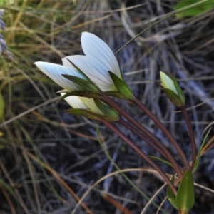 Gentianella muelleriana subsp. jingerensis at Cotter River, ACT - 3 Apr 2021