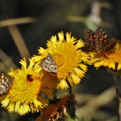 Oreixenica latialis (Small Alpine Xenica) at Cotter River, ACT - 3 Apr 2021 by JohnBundock