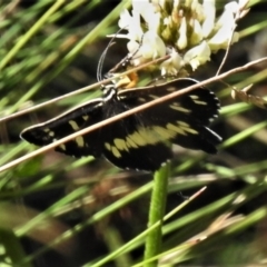 Cruria donowani (Crow or Donovan's Day Moth) at Namadgi National Park - 3 Apr 2021 by JohnBundock