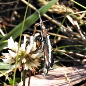 Cruria donowani at Cotter River, ACT - 3 Apr 2021