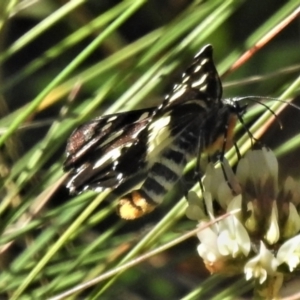 Cruria donowani at Cotter River, ACT - 3 Apr 2021