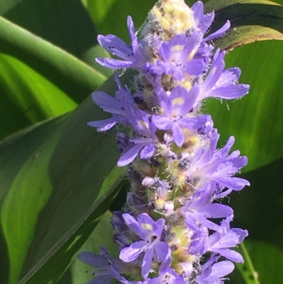 Pontederia cordata (Pickerel Weed) at Yarralumla, ACT - 4 Apr 2021 by JaneR