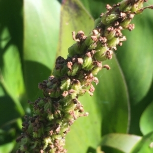 Pontederia cordata at Yarralumla, ACT - 4 Apr 2021