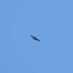 Aquila audax (Wedge-tailed Eagle) at Namadgi National Park - 3 Apr 2021 by KMcCue