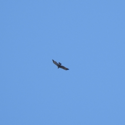Aquila audax (Wedge-tailed Eagle) at Namadgi National Park - 3 Apr 2021 by KMcCue