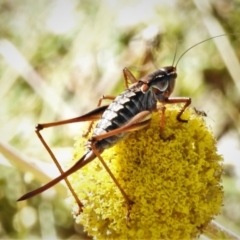 Austrodectes monticolus (Australian shield-back katydid) at Cotter River, ACT - 3 Apr 2021 by JohnBundock