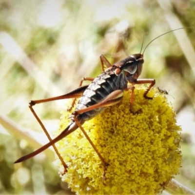 Austrodectes monticolus (Australian shield-back katydid) at Cotter River, ACT - 3 Apr 2021 by JohnBundock