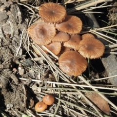 zz agaric (stem; gill colour unknown) at Namadgi National Park - 3 Apr 2021 by KMcCue