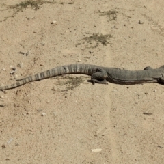 Varanus rosenbergi (Heath or Rosenberg's Monitor) at Namadgi National Park - 3 Apr 2021 by KMcCue