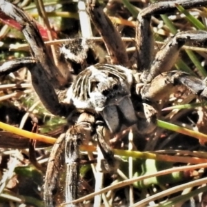 Tasmanicosa godeffroyi at Cotter River, ACT - 3 Apr 2021 01:20 PM