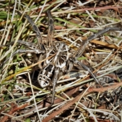 Tasmanicosa godeffroyi at Cotter River, ACT - 3 Apr 2021 01:20 PM