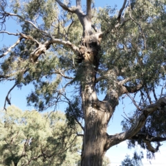Eucalyptus melliodora (Yellow Box) at Hughes Garran Woodland - 4 Apr 2021 by ruthkerruish
