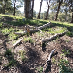 Eucalyptus melliodora at Hughes Garran Woodland - 4 Apr 2021