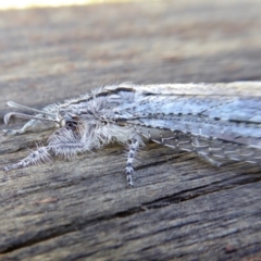 Heoclisis fundata at Yass River, NSW - 4 Apr 2021