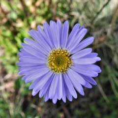 Brachyscome spathulata (Coarse Daisy, Spoon-leaved Daisy) at Cotter River, ACT - 30 Mar 2021 by JohnBundock