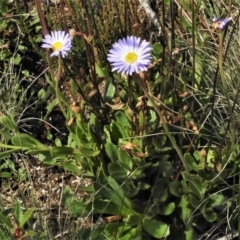Brachyscome spathulata at Cotter River, ACT - 30 Mar 2021