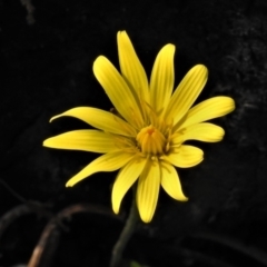 Microseris lanceolata (Yam Daisy) at Cotter River, ACT - 30 Mar 2021 by JohnBundock