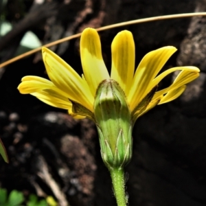 Microseris lanceolata at Cotter River, ACT - 30 Mar 2021 12:53 PM