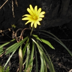 Microseris lanceolata at Cotter River, ACT - 30 Mar 2021 12:53 PM