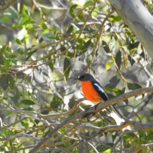 Petroica phoenicea at Kosciuszko National Park, NSW - 4 Apr 2021