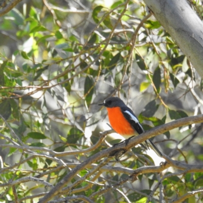 Petroica phoenicea (Flame Robin) at Kosciuszko National Park, NSW - 4 Apr 2021 by HelenCross