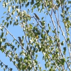 Caligavis chrysops at Murrumbateman, NSW - 4 Apr 2021