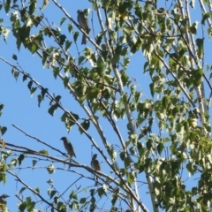 Caligavis chrysops at Murrumbateman, NSW - 4 Apr 2021