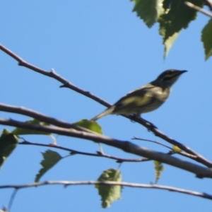 Caligavis chrysops at Murrumbateman, NSW - 4 Apr 2021