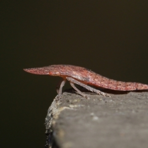 Ledrinae (subfamily) at Downer, ACT - 2 Apr 2021