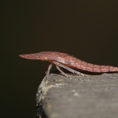 Ledrinae (subfamily) (A Flat-headed Leafhopper) at ANBG - 2 Apr 2021 by TimL