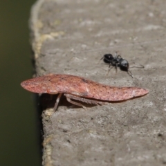 Ledrinae (subfamily) at Downer, ACT - 2 Apr 2021 11:29 AM