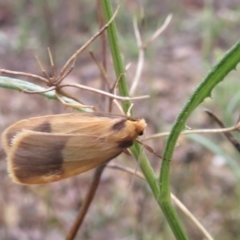 Threnosia heminephes (Halved Footman) at Molonglo Gorge - 21 Mar 2021 by RobParnell