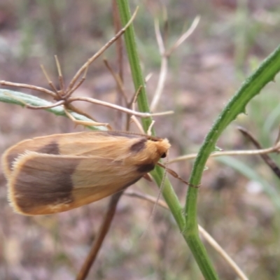 Threnosia heminephes (Halved Footman) at Molonglo Gorge - 21 Mar 2021 by RobParnell