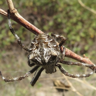 Backobourkia (genus) (An orb weaver) at Duffy, ACT - 10 Mar 2021 by RobParnell