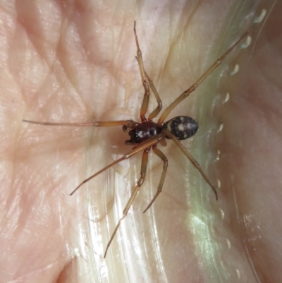 Steatoda grossa (Cupboard or Brown house spider) at Narrabundah, ACT - 17 Feb 2021 by RobParnell