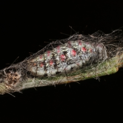Anestia (genus) (A tiger moth) at Melba, ACT - 30 Mar 2021 by kasiaaus