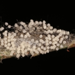 Anestia (genus) at Melba, ACT - 30 Mar 2021