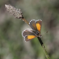 Lucia limbaria (Chequered Copper) at Stromlo, ACT - 4 Apr 2021 by RomanSoroka
