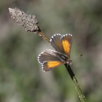 Lucia limbaria (Chequered Copper) at Uriarra Recreation Reserve - 4 Apr 2021 by Roman