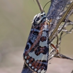 Apina callisto (Pasture Day Moth) at Uriarra Recreation Reserve - 4 Apr 2021 by Roman