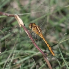 Diplacodes bipunctata (Wandering Percher) at Stromlo, ACT - 4 Apr 2021 by RomanSoroka