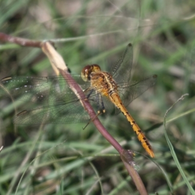 Diplacodes bipunctata (Wandering Percher) at Stromlo, ACT - 4 Apr 2021 by RomanSoroka