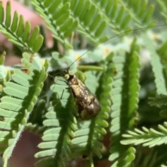 Nemophora (genus) (A Fairy Moth) at Murrumbateman, NSW - 4 Apr 2021 by SimoneC