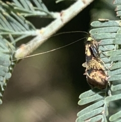 Nemophora (genus) at Murrumbateman, NSW - 4 Apr 2021
