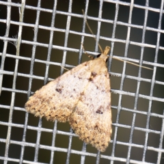 Alapadna pauropis (Variable Spot-wing) at O'Connor, ACT - 2 Apr 2021 by ibaird