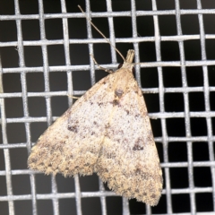 Alapadna pauropis at O'Connor, ACT - 2 Apr 2021