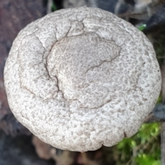 zz agaric (stem; gills white/cream) at Cook, ACT - 2 Apr 2021 by drakes