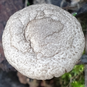 zz agaric (stem; gills white/cream) at Cook, ACT - 3 Apr 2021 09:05 AM