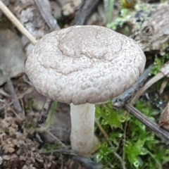zz agaric (stem; gills white/cream) at Cook, ACT - 3 Apr 2021